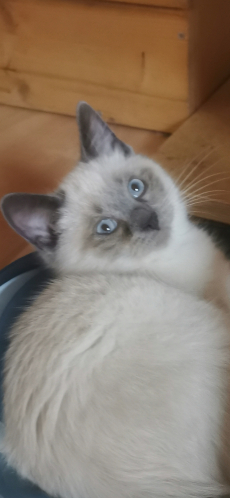 Süsse Ragdoll Kitten suchen ihre Familie 