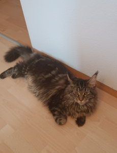 Maine Coon Weibchen und Maine Coon Männchen