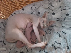 Sphynx canadian babys 