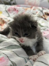 Maine Coon  Kitten zu verkaufen 