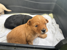 Yorkipoo yorkshire pudel welpen