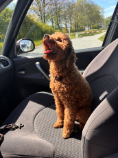 Yorkipoo yorkshire pudel welpen