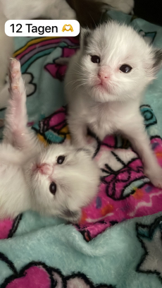 Wunderschöne Ragdoll Babys