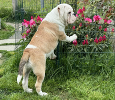 Bulldog _ Continental Bulldoggen aus Schweizer Zucht