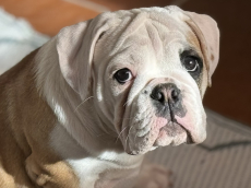 Bulldog _ Continental Bulldoggen aus Schweizer Zucht