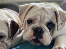 Bulldog _ Continental Bulldoggen aus Schweizer Zucht