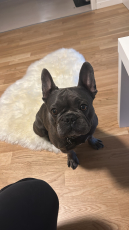  **Französische Bulldogge (5 Jahre) sucht liebevolles Zuhause