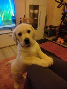 Goldenretriver/labrador 