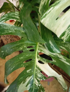 monstera variegata xxl