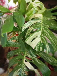 monstera variegata xxl