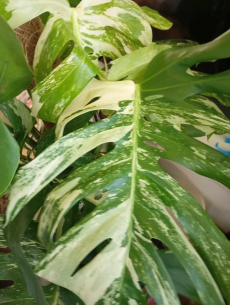 monstera variegata xxl