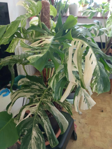 monstera variegata xxl