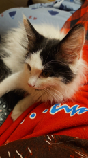 Maine Coon Kitten mit Stammbaum