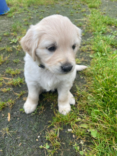 Mini Golden Retriever Welpen