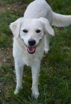 Mini Golden Retriever Welpen