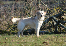 Mini Golden Retriever Welpen