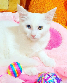 Wunderschöne Angora Büsi weiblich (heterochromie)