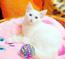 Wunderschöne Angora Büsi weiblich (heterochromie)