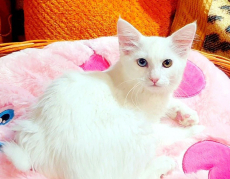 Wunderschöne Angora Büsi weiblich (heterochromie)