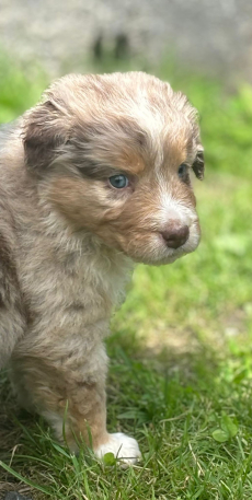 Reinrassige Australian Shepherd Welpen