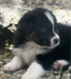 Reinrassige Australian Shepherd Welpen