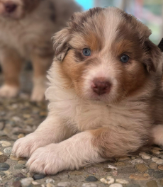 Reinrassige Australian Shepherd Welpen