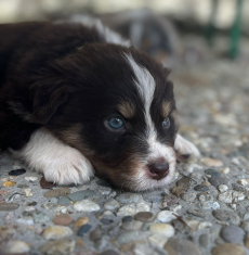 Reinrassige Australian Shepherd Welpen