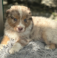 Reinrassige Australian Shepherd Welpen