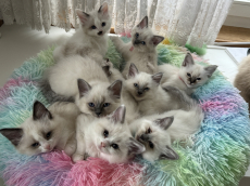 Heilige Birma Mix Kitten