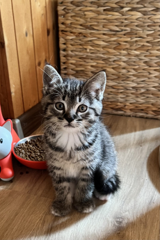 Mainecoon-BKH Kitten