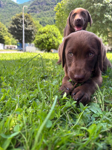 Labradorwelpen mit Stammbaum