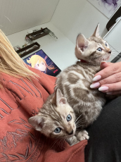 Verschmuste Snow Bengal kitten mit Stammbaum 