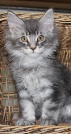 Süsse Maine Coon Kitten abzugeben