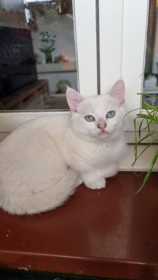 BKH Kitten black Silver shadet (Chinchilla) mit Blauen Augen