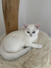 BKH Kitten black Silver shadet (Chinchilla) mit Blauen Augen