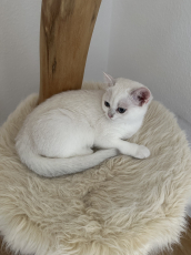 BKH Kitten black Silver shadet (Chinchilla) mit Blauen Augen