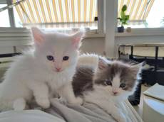 7 Einzigartige Maine Coon x Ragdoll Kitten bald abzugeben