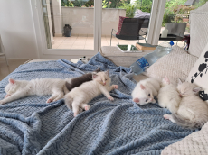 7 Einzigartige Maine Coon x Ragdoll Kitten bald abzugeben