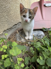 Kitten Zuhause gesucht