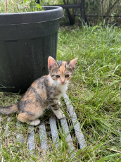 Kitten Zuhause gesucht