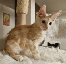 Maine Coon Kitten mit Stammbaum