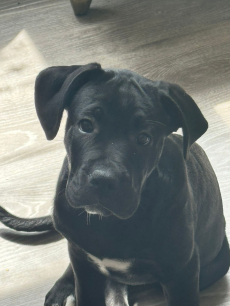 Cane Corso Welpen Reinrassig 