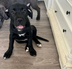 Cane Corso Welpen Reinrassig 