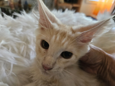 Maine Coon Kitten mit Stammbaum