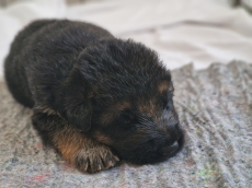 Deutscher Schäferhund Welpen 