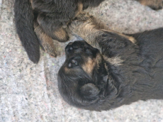 Deutscher Schäferhund Welpen 