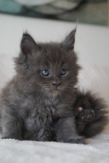 Maine Coon Kitten zu verkaufen