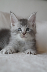 Maine Coon Kitten zu verkaufen