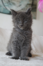 Maine Coon Kitten zu verkaufen