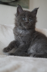 Maine Coon Kitten zu verkaufen